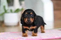 Mariah, a female Miniature Dachshund for sale in Walnut Creek, OH – Photo 7 of 10
