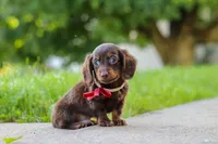 Charlie, a male Miniature Dachshund for sale in Walnut Creek, OH – 7 of 10