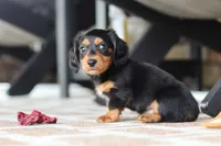 Arthur, a male Miniature Dachshund for sale in Walnut Creek, OH – 8 of 9