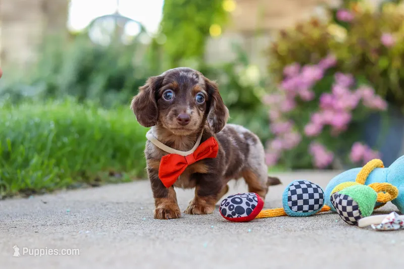Benson – Miniature Dachshund puppy for sale in Walnut Creek, OH