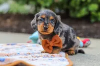 Dallas , a male Miniature Dachshund for sale in Walnut Creek, OH – 4 of 8