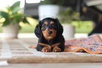 Arthur, a male Miniature Dachshund for sale in Walnut Creek, OH – 4 of 9