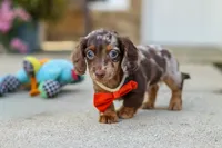 Benson, a male Miniature Dachshund for sale in Walnut Creek, OH – 7 of 10