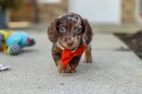 Benson, a male Miniature Dachshund for sale in Walnut Creek, OH – 9 of 10