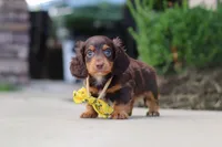 Lennon, a male Miniature Dachshund for sale in Walnut Creek, OH – 2 of 8