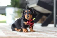 Arthur, a male Miniature Dachshund for sale in Walnut Creek, OH – 7 of 9
