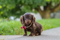 Charlie, a male Miniature Dachshund for sale in Walnut Creek, OH – 2 of 10