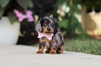 Cora, a female Miniature Dachshund for sale in Walnut Creek, OH – 8 of 10