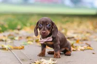 Lilly, a female Miniature Dachshund for sale in Sugarcreek, OH – 3 of 10