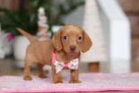 Beth, a female Miniature Dachshund for sale in Walnut Creek, OH – Photo 9 of 9