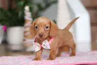 Beth, a female Miniature Dachshund for sale in Walnut Creek, OH – Photo 6 of 9