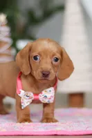 Beth, a female Miniature Dachshund for sale in Walnut Creek, OH – Photo 5 of 9