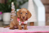Beth, a female Miniature Dachshund for sale in Walnut Creek, OH – Photo 1 of 9