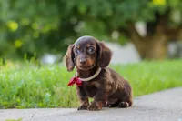 Charlie, a male Miniature Dachshund for sale in Walnut Creek, OH – 4 of 10
