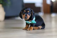 Luca, a male Miniature Dachshund for sale in Walnut Creek, OH – 5 of 8