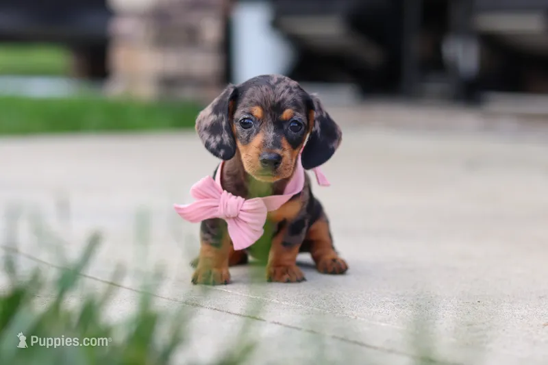 Agnes – Miniature Dachshund puppy for sale in Walnut Creek, OH