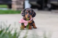 Agnes, a male Miniature Dachshund for sale in Walnut Creek, OH – 1 of 10