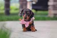 Agnes, a male Miniature Dachshund for sale in Walnut Creek, OH – 4 of 10