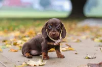 Lilly, a female Miniature Dachshund for sale in Sugarcreek, OH – 9 of 10