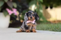 Cora, a female Miniature Dachshund for sale in Walnut Creek, OH – 6 of 10