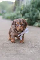 Rosie, a female Miniature Dachshund for sale in Walnut Creek, OH – 2 of 10