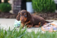 Everett, a male Miniature Dachshund for sale in Walnut Creek, OH – 6 of 9