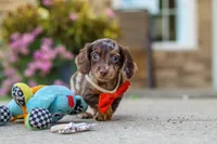 Benson, a male Miniature Dachshund for sale in Walnut Creek, OH – 8 of 10