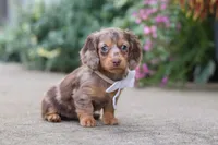 Rosie, a female Miniature Dachshund for sale in Walnut Creek, OH – 9 of 10