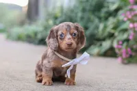 Rosie, a female Miniature Dachshund for sale in Walnut Creek, OH – 10 of 10