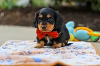 Clark, a male Miniature Dachshund for sale in Walnut Creek, OH – 3 of 8