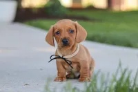 Bentley, a male Miniature Dachshund for sale in Walnut Creek, OH – 2 of 10