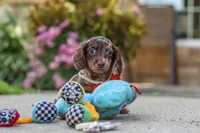 Benson, a male Miniature Dachshund for sale in Walnut Creek, OH – 2 of 10