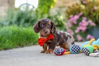 Benson, a male Miniature Dachshund for sale in Walnut Creek, OH – 3 of 10