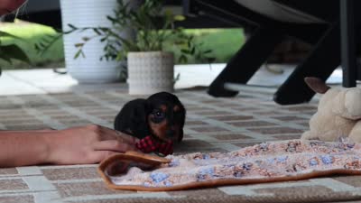 Arthur, a male Miniature Dachshund for sale in Walnut Creek, OH – 9 of 9