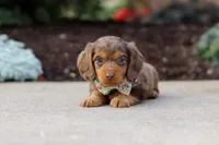 Charlie, a male Miniature Dachshund for sale in Walnut Creek, OH – Photo 4 of 8