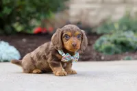 Charlie, a male Miniature Dachshund for sale in Walnut Creek, OH – Photo 2 of 8