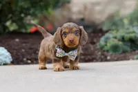 Charlie, a male Miniature Dachshund for sale in Walnut Creek, OH – Photo 1 of 8