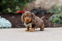 Charlie, a male Miniature Dachshund for sale in Walnut Creek, OH – Photo 7 of 8