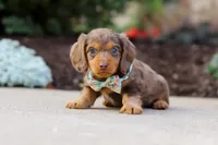 Charlie, a male Miniature Dachshund for sale in Walnut Creek, OH – Photo 6 of 8