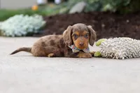 Charlie, a male Miniature Dachshund for sale in Walnut Creek, OH – Photo 8 of 8