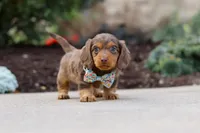 Charlie, a male Miniature Dachshund for sale in Walnut Creek, OH – Photo 5 of 8