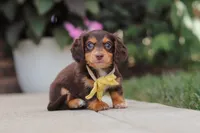 Grover, a male Miniature Dachshund for sale in Walnut Creek, OH – 9 of 10