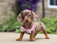 Willow, a female Dachshund for sale in Walnut Creek, OH – Photo 2 of 7