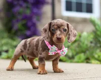 Willow, a female Dachshund for sale in Walnut Creek, OH – Photo 3 of 7