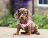 Willow, a female Dachshund for sale in Walnut Creek, OH – Photo 6 of 7