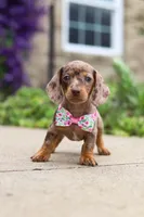 Willow, a female Dachshund for sale in Walnut Creek, OH – Photo 5 of 7