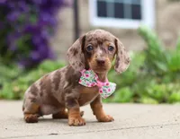 Willow, a female Dachshund for sale in Walnut Creek, OH – Photo 1 of 7