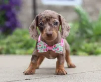 Willow, a female Dachshund for sale in Walnut Creek, OH – Photo 4 of 7