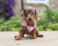 Willow, a female Dachshund for sale in Walnut Creek, OH – Photo 7 of 7