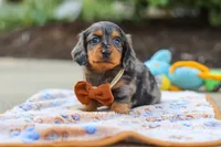 Dallas , a male Miniature Dachshund for sale in Walnut Creek, OH – 3 of 8